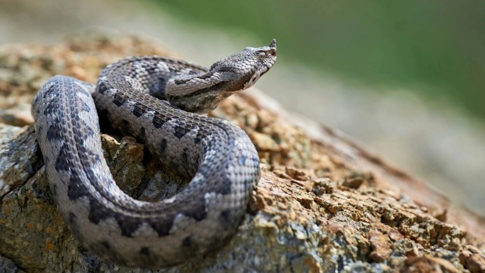    Фото: Adrian Eugen Ciobaniuc/Shutterstock/Fotodom