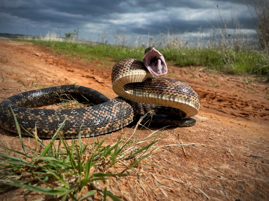    Shutterstock/FOTODOM