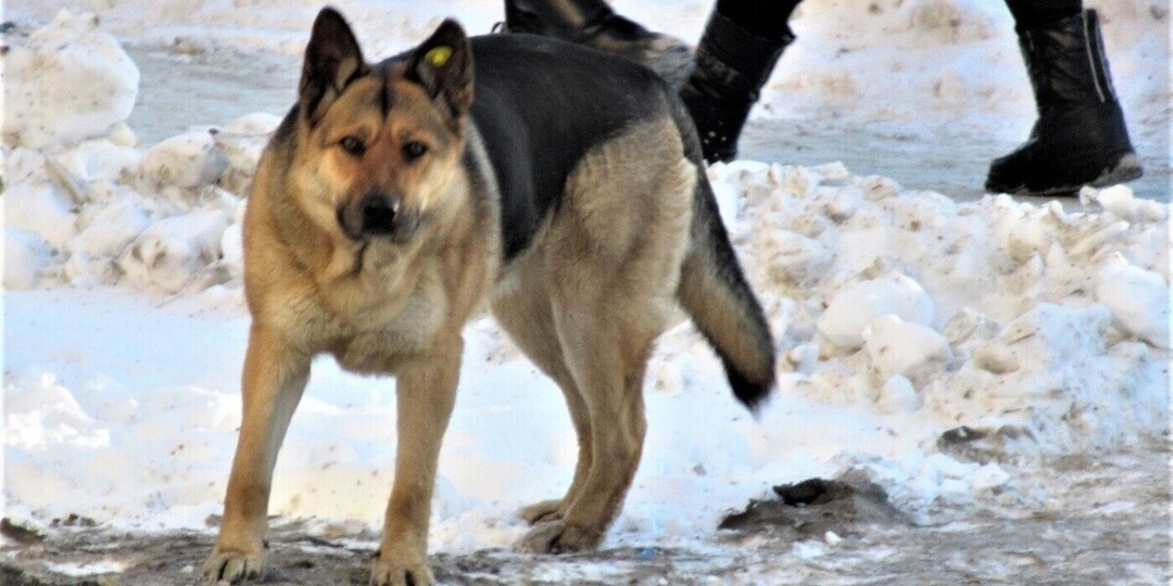 На Урале прохожие отбили ребенка у стаи бродячих собак