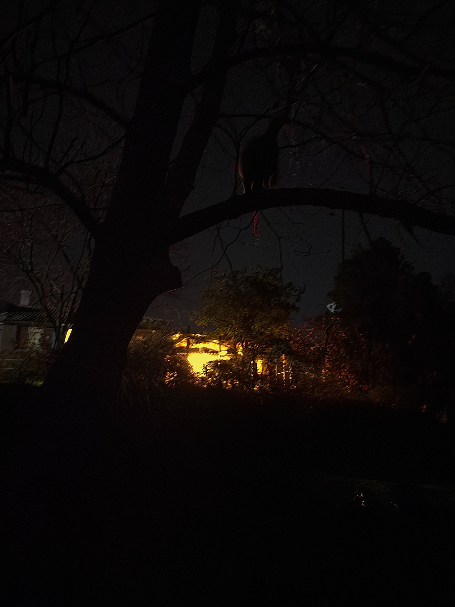 Здесь есть кошка