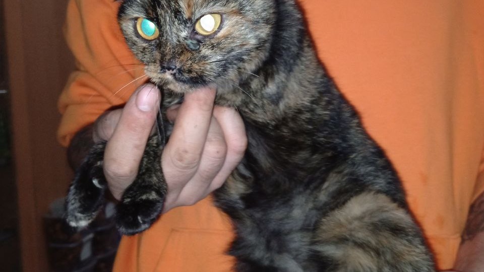 Хрипят, кашляют, слепнут. Спасение котиков, брошенных у храма и не только. Новости