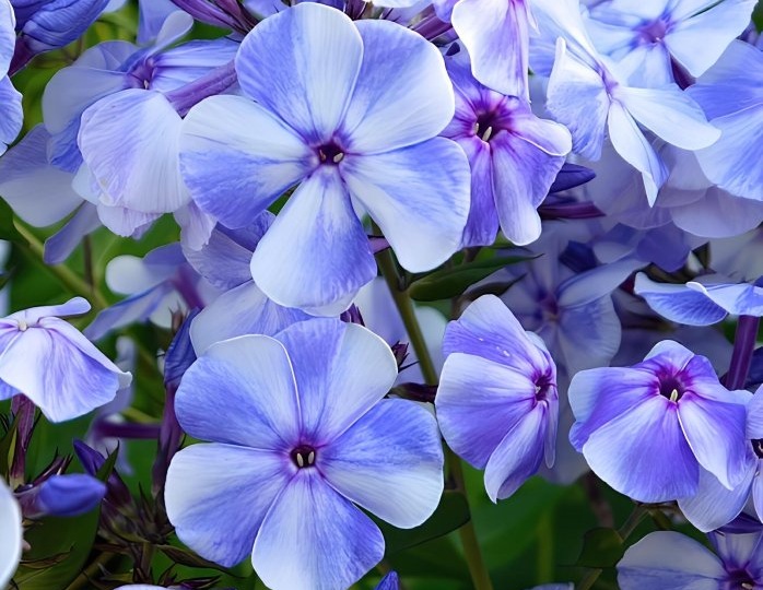 Голубые флоксы: ожидания и реальность. К чему надо быть готовым, чтобы не разочароваться