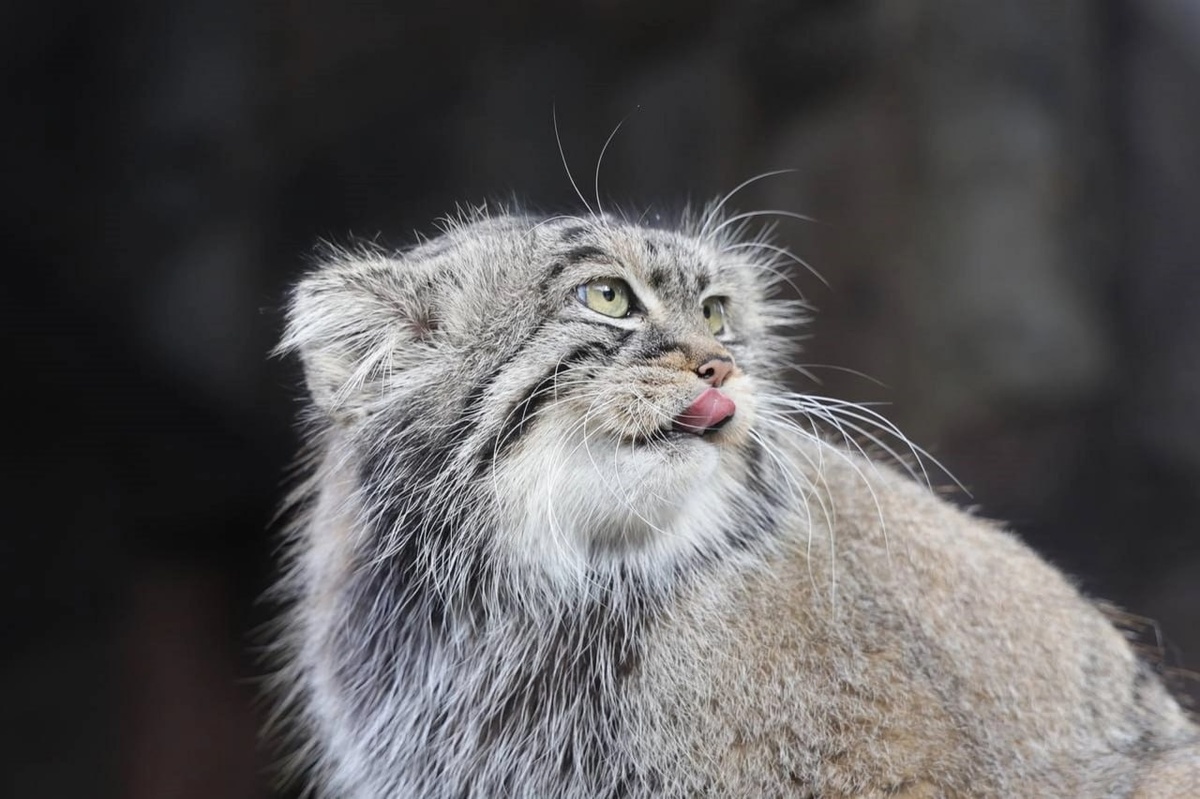 Источник фото: https://science.mail.ru/news/8479-manul-timofej-iz-moskovskogo-zooparka-nachal-zazhirovku-k-zime/