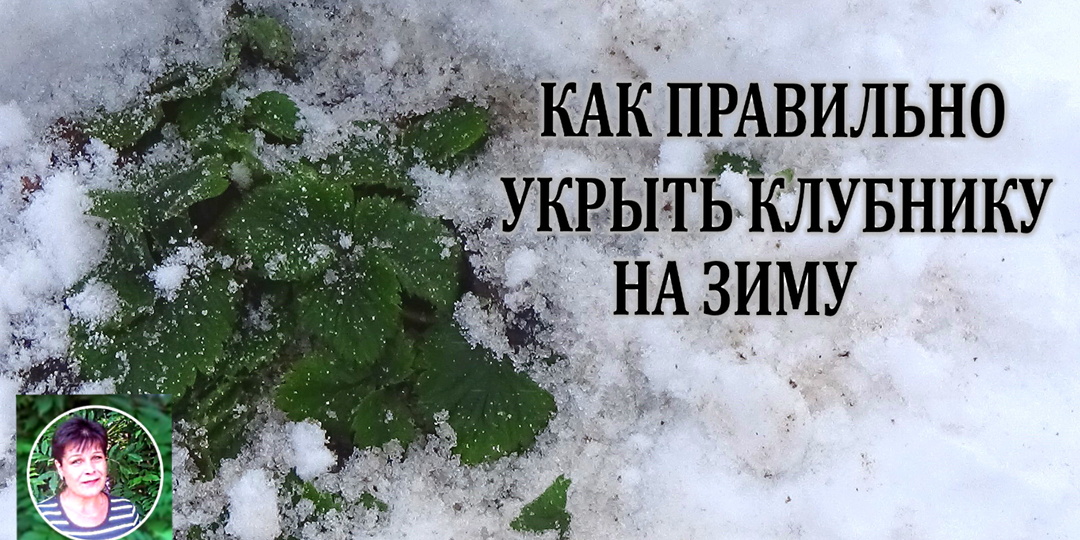 Как правильно укрывать клубнику на зиму, чтобы она не вымерзла и не выпрела: пошаговый разбор