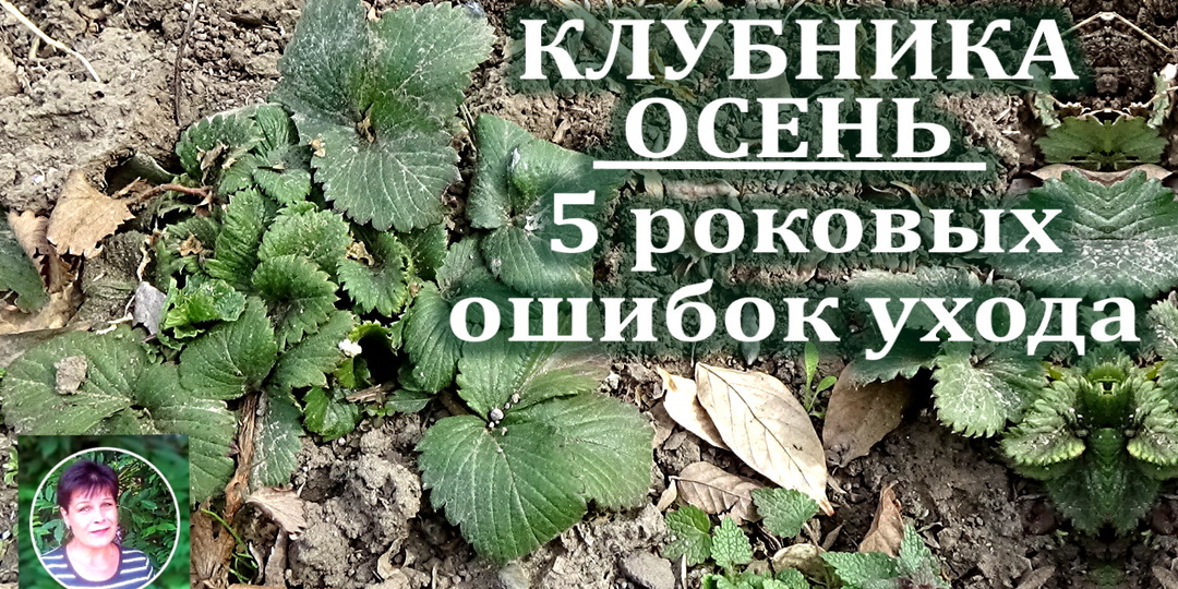 5 осенних ошибок, из-за которых клубника даёт слабый урожай весной — разбор, который нужно прочитать каждому садоводу