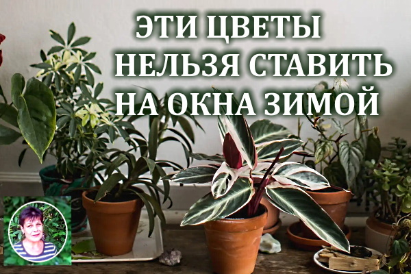 6 комнатных растений, которые нельзя ставить на подоконник зимой — они болеют и погибают