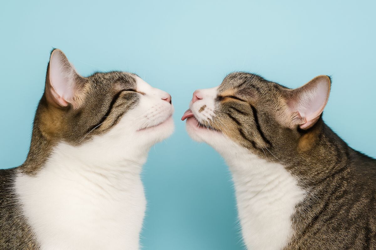 На каком расстоянии кот чует кошку