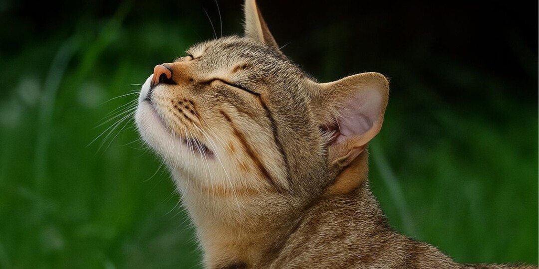 На каком расстоянии кот чует кошку во время течки — почему даже стены не спасают