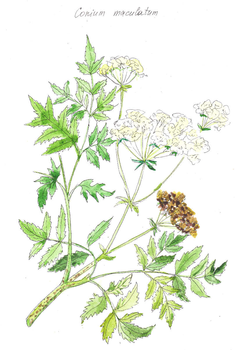 мой рисунок