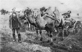 Город Самара. Верблюды в Самарской губернии. Почтовая карточка