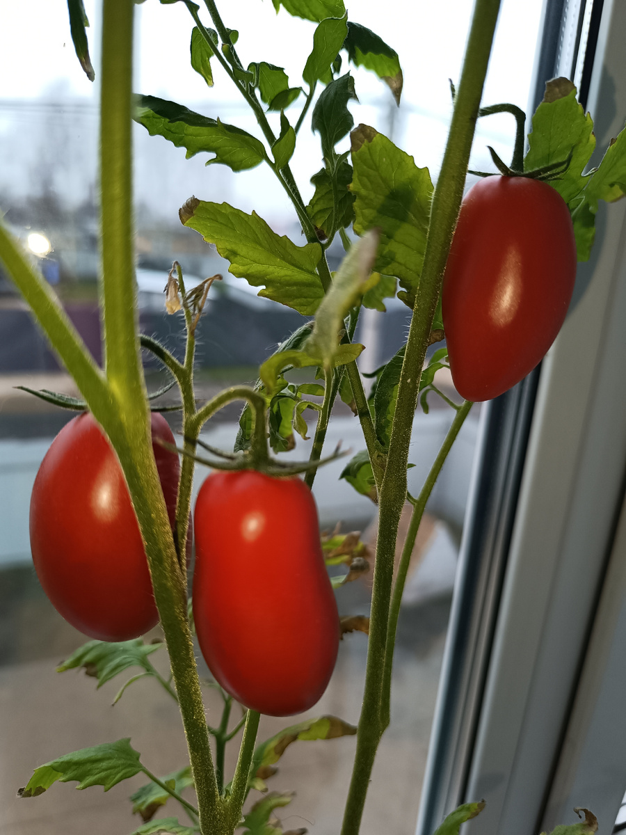 Наш урожай.