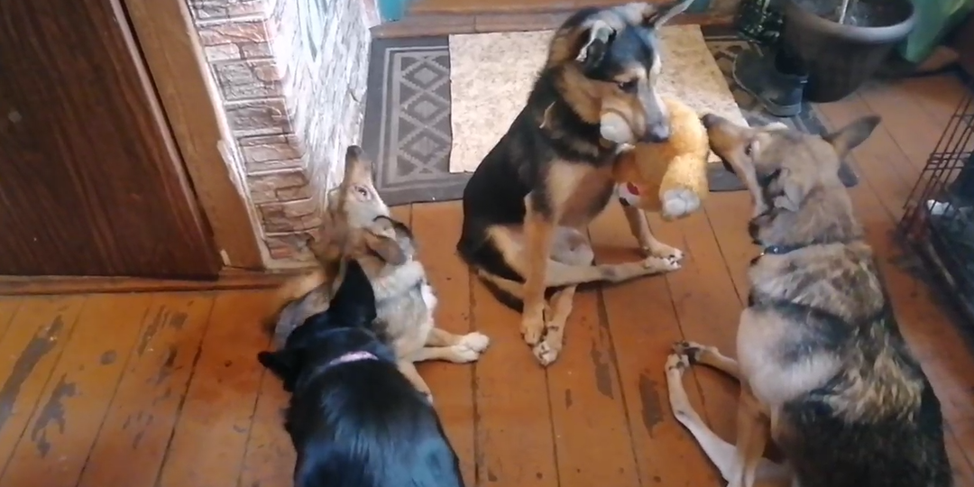 Собака со спинальной травмой: смертный приговор или надежда на жизнь?