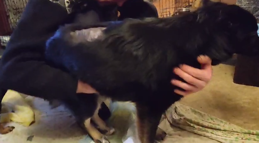 Учим Мишельку снова стоять на своих лапах