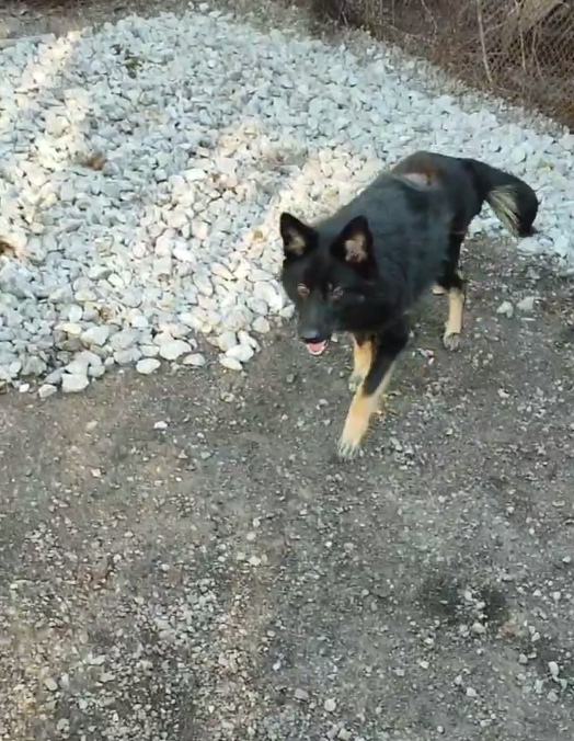 Мишель научилась ходить!