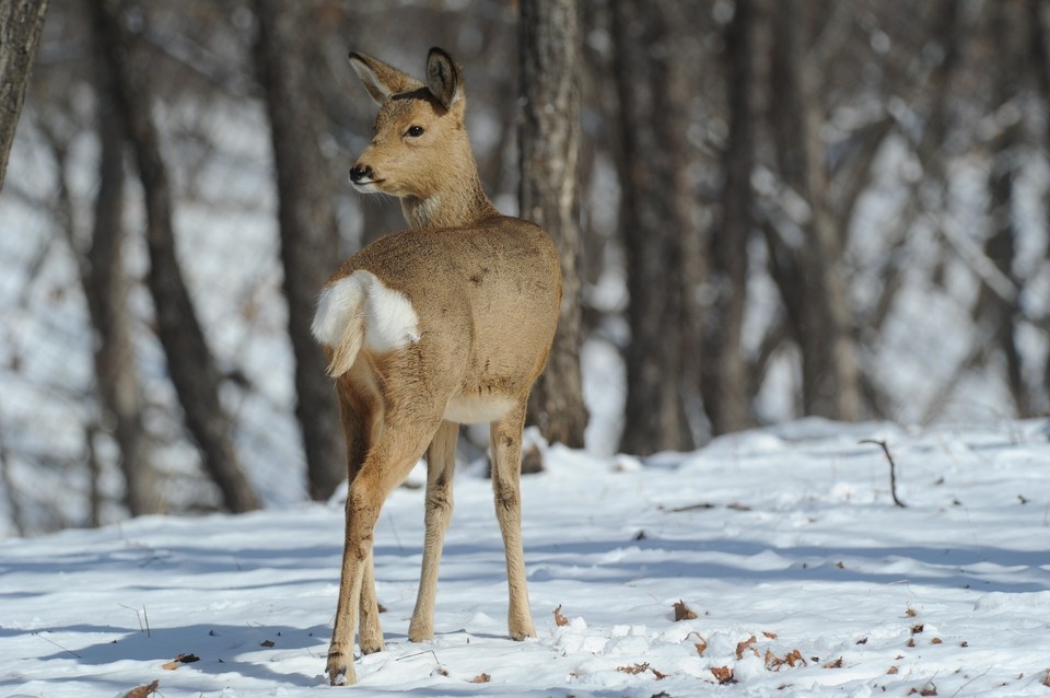    В Новосибирске косуля застряла в заборе колледжа на улице Одоевского Владимир ВЕЛЕНГУРИН