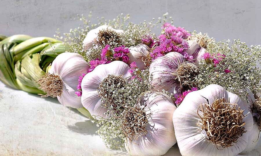 Как хранить чеснок — проверенные временем секреты и научный подход