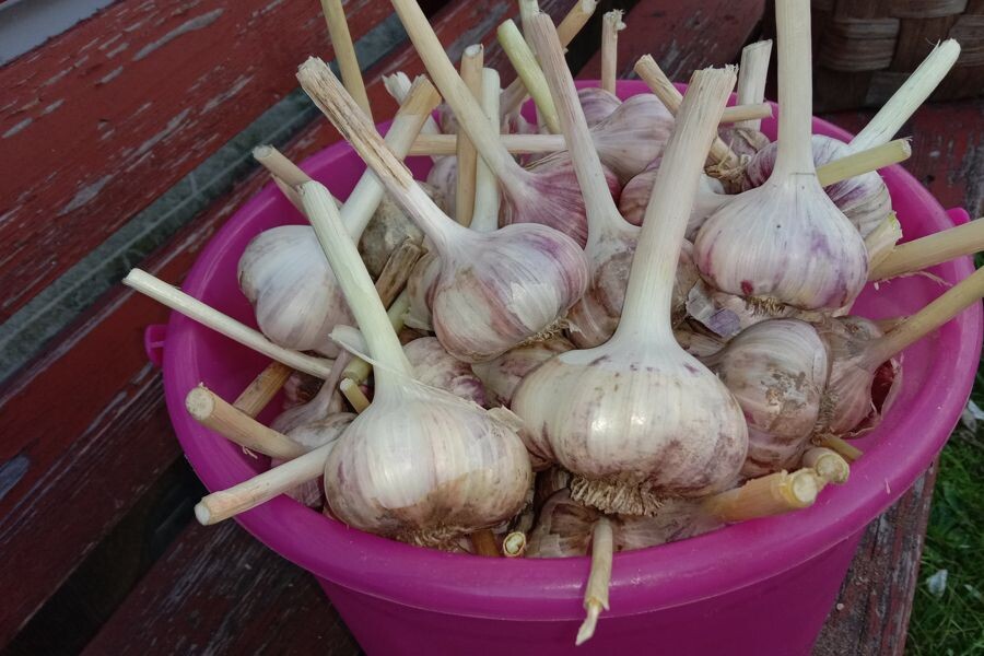 Часть урожая моего чеснока. Фото автора.