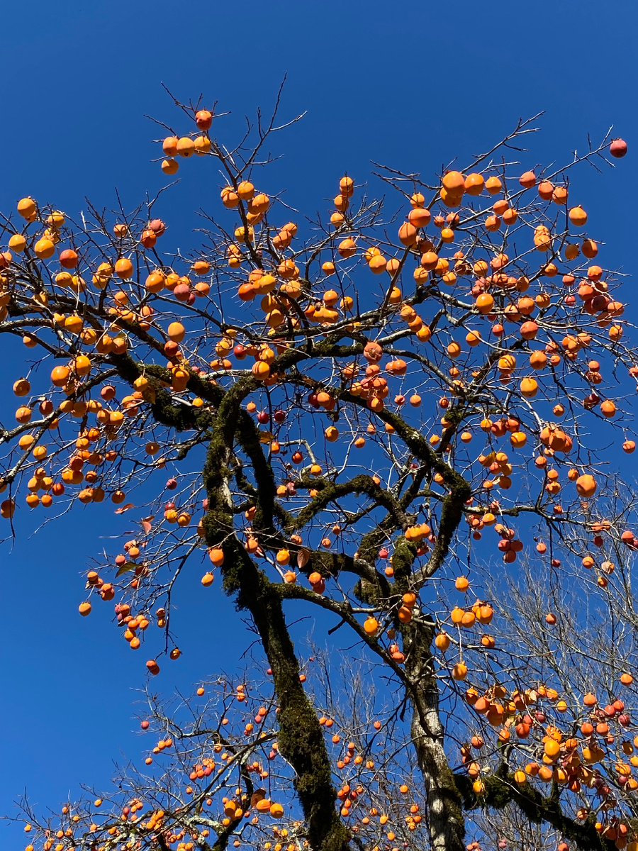 Хурма, вкусная