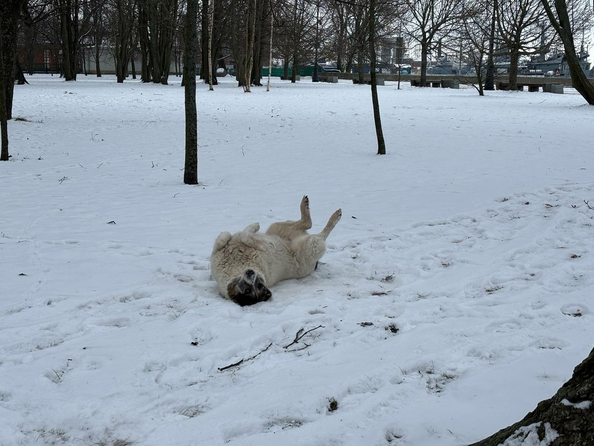 Фото: Neva.Today