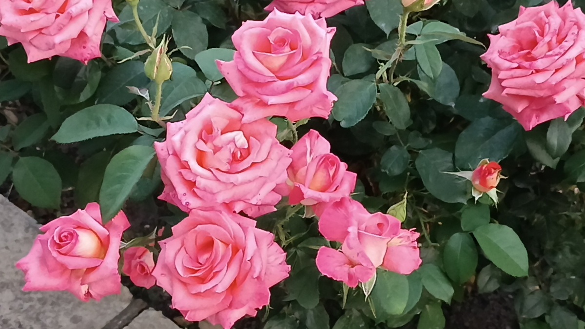  Веддинг Беллс (Wedding Bells )