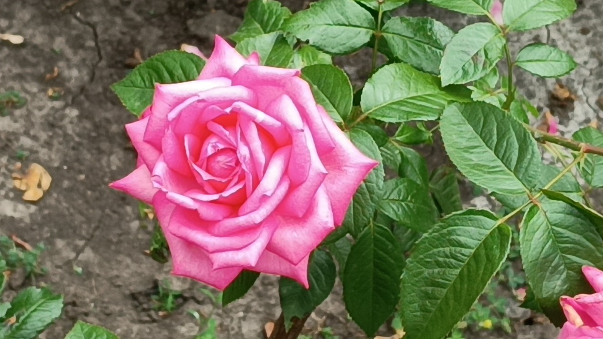  Веддинг Беллс (Wedding Bells )