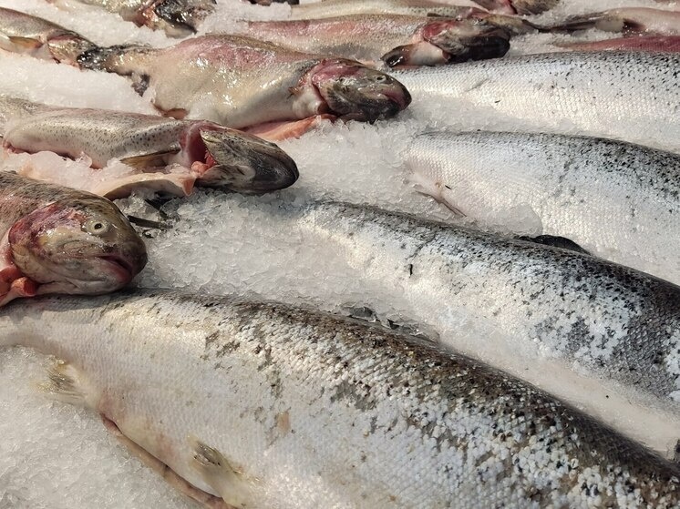     Добавление в рацион детей рыбьего жира из дикого камчатского лосося может значительно улучшить результаты. Фото: Архив МК в Великом Новгороде