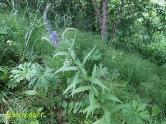 Вероника длиннолистная (фото с блога "Лесная кладовая")