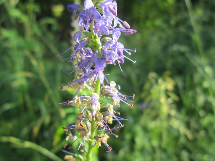 Цветки вероники длиннолистной. Нижние в соцветии уже отцветают (фото из архива автора)