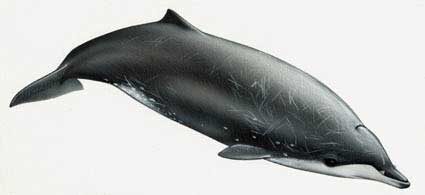 Лопатозубый кит