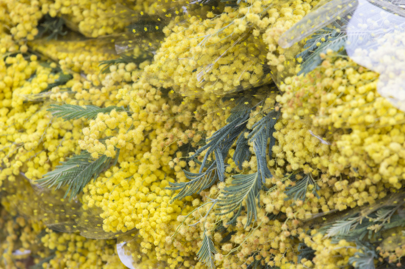    ФОТО: Aleksey Smyshlyaev/Global Look Press