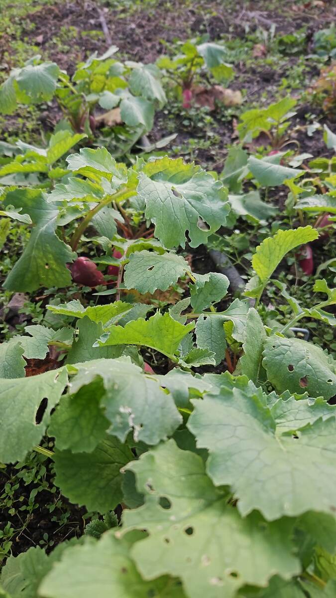 Переросшая редиска