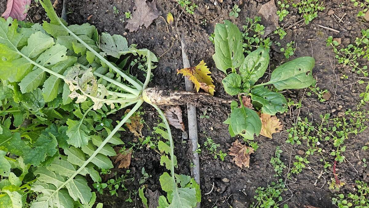 Дайкон еще может порасти