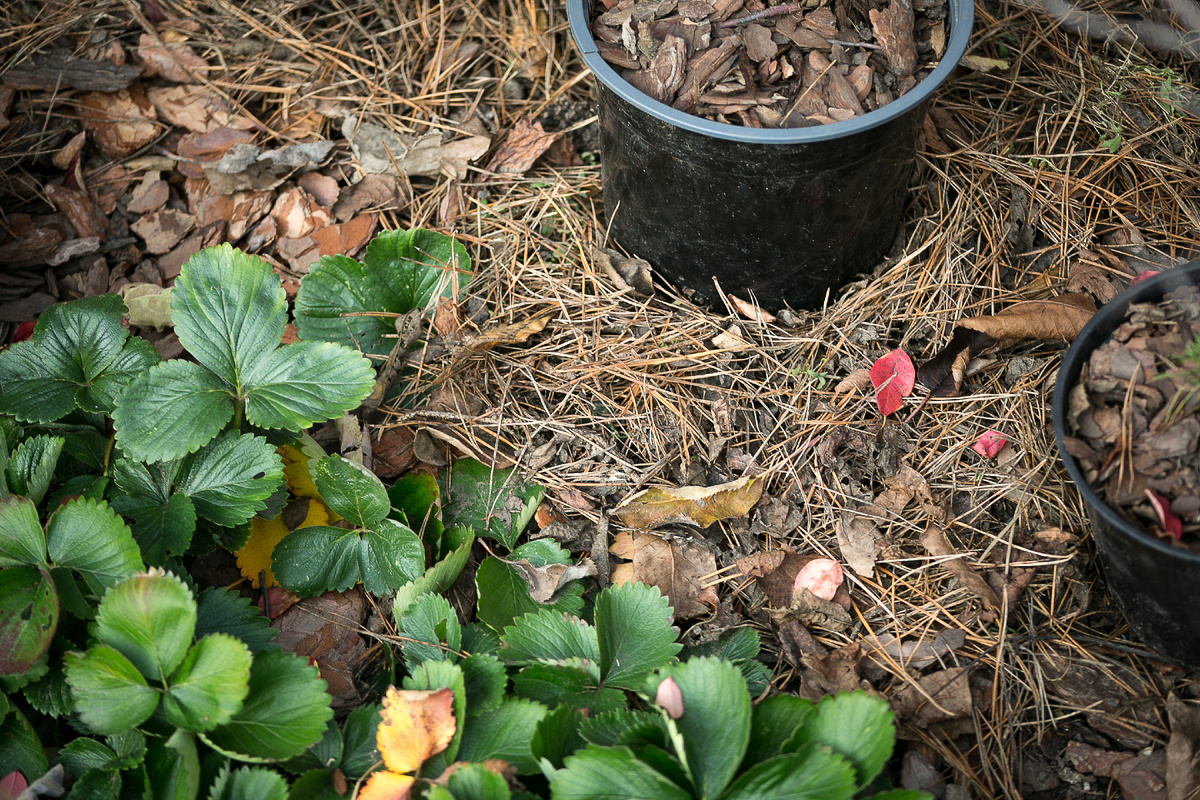 Автор фото Елена Якимова / Greenfingers