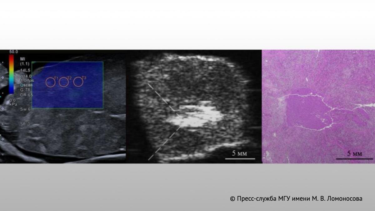 Фото: Пресс-служба МГУ имени М.В. Ломоносова  📷
