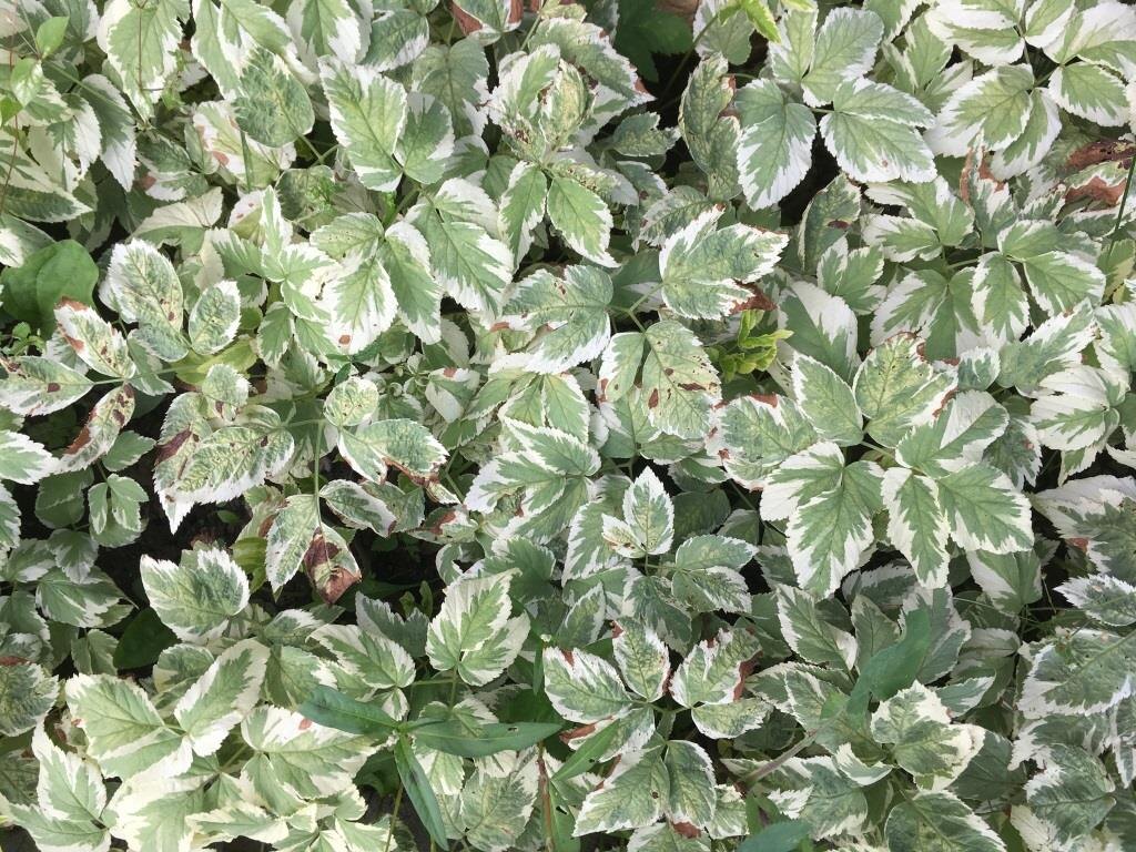 На фото декоративная сныть