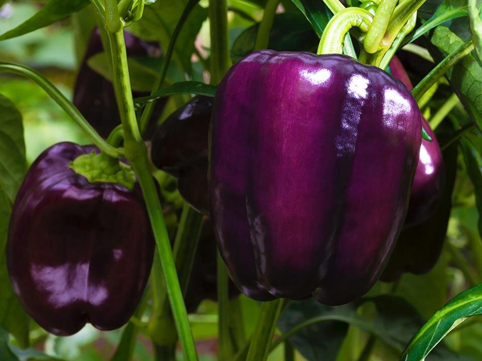    Фото: istockphoto.com/gsagi