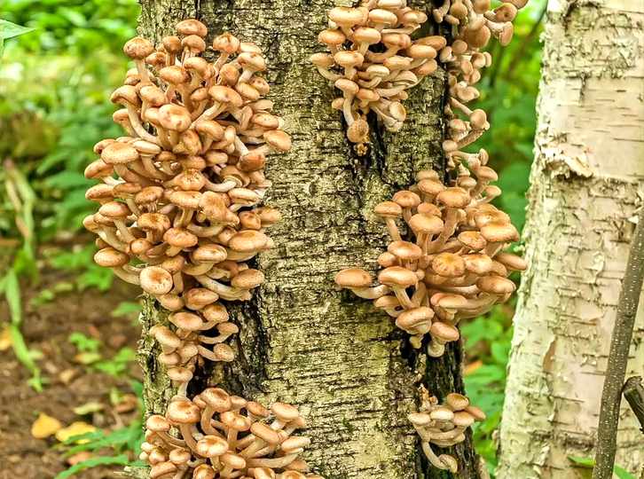 Гриб-Опёнок