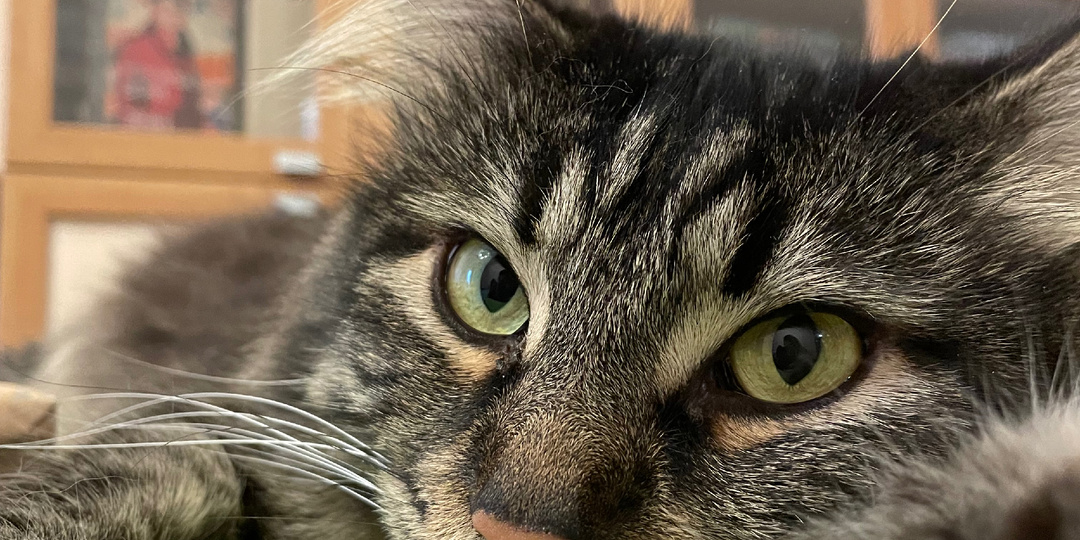 Лайфхаки по организации домашней библиотеки