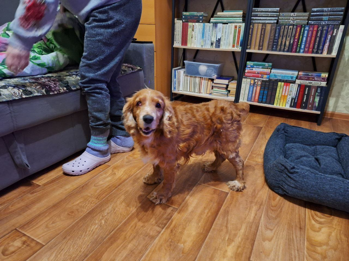 Помылся, слегка подстригся, сходил на прогулку и успокоился! Теперь ходит за хозяйкой хвостиком и требует, чтобы его гладили!