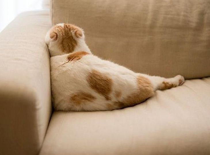 Кошка повернулась спиной, уши назад, на имя не реагирует. Она обиделась или что?