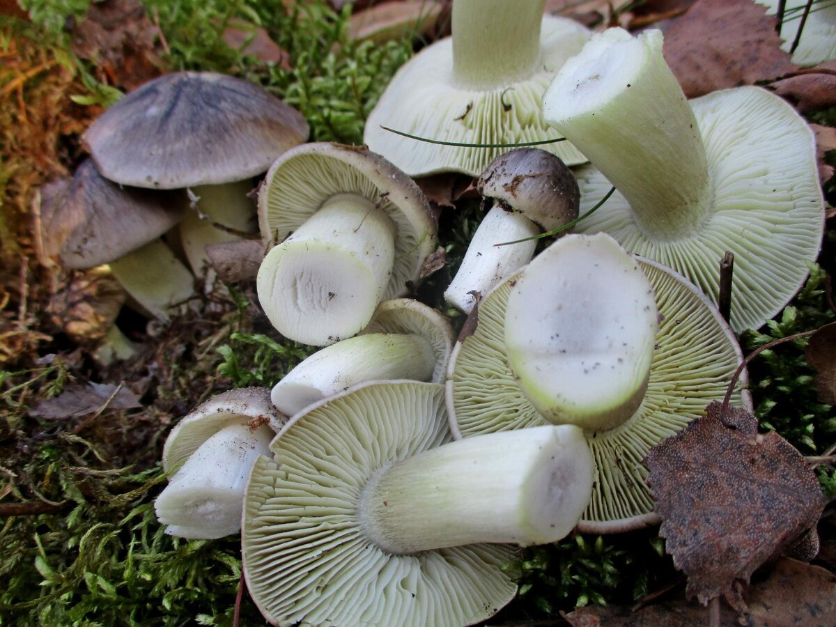 НОЯБРЬСКАЯ РЯДОВКА,ЛЮБИМЕЙШАЯ И ВКУСНЕЙШАЯ, -  ШТРИХОВОЧКА