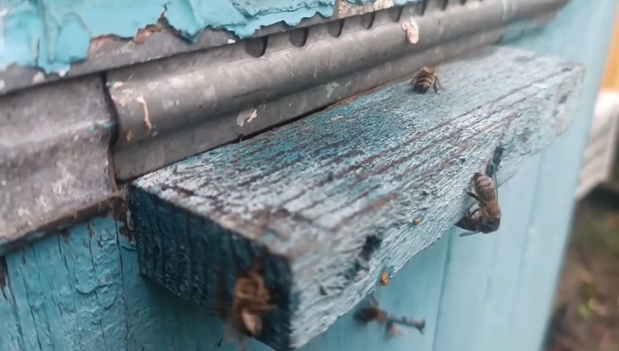 Фото автора.