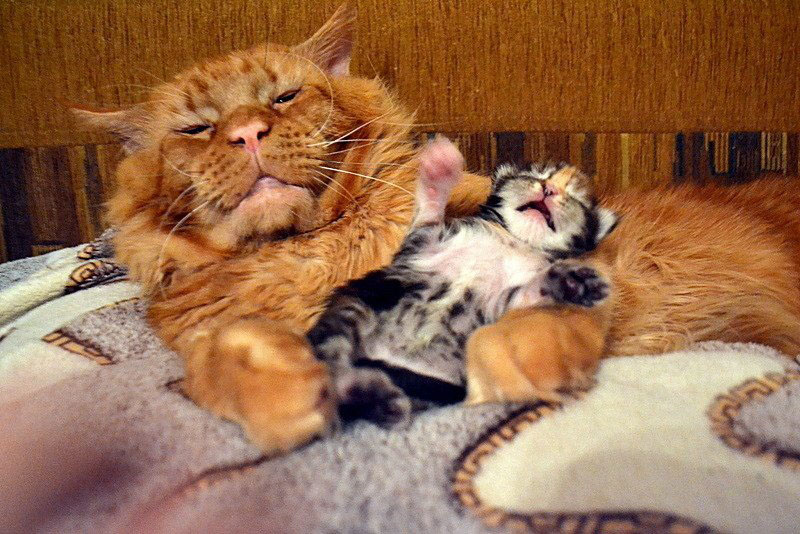 Котец. Может ли кот вырастить котят, и чем котовское воспитание отличается от кошачьего