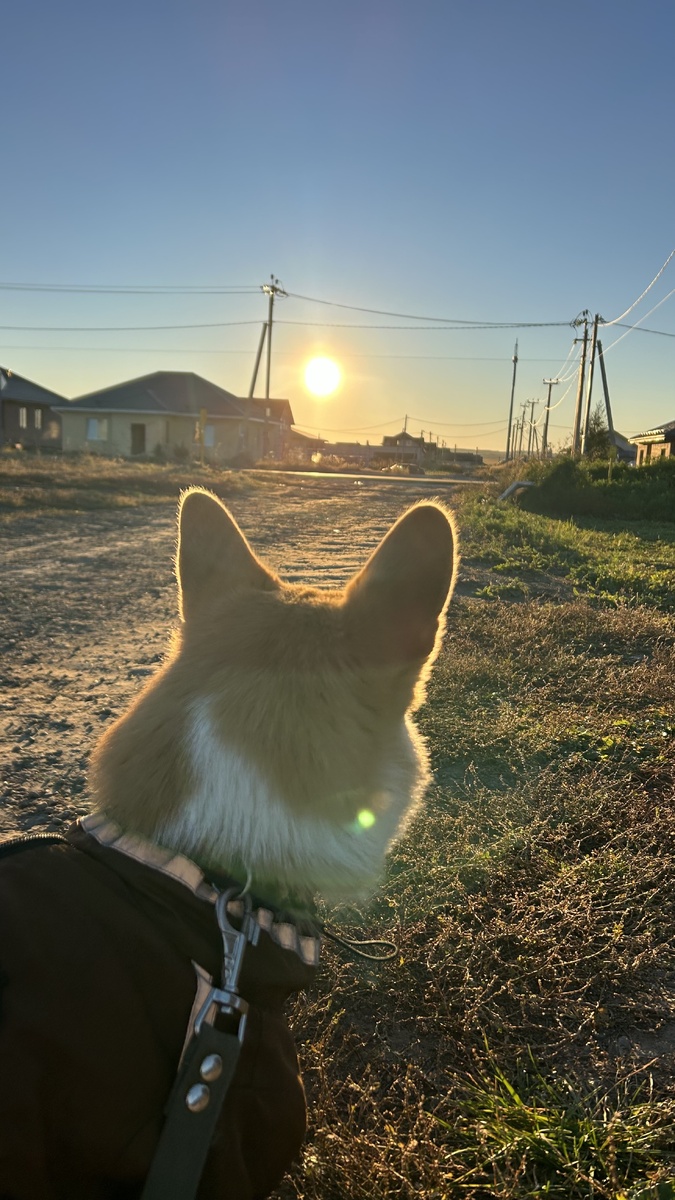 Деревенский пес 🐶 