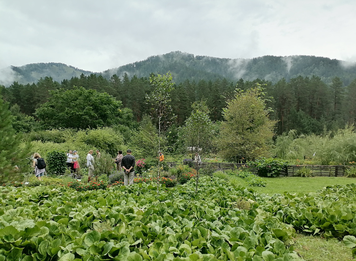 Горно-Алтайский ботанический сад. Фото автора