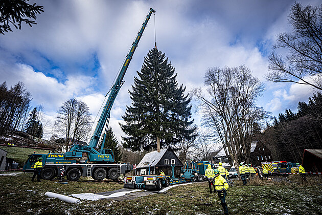 Сегодня срубили главную ёлку страны 
