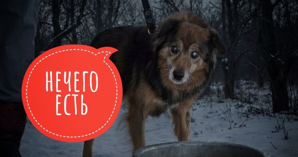 Катастрофа! Все, что собрали на корм в пятницу, УЖЕ СЪЕЛИ!