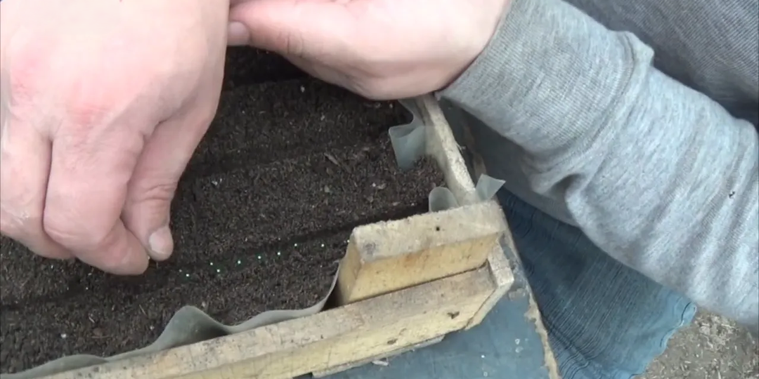 Как я выращиваю петунию от посева до цветения: сроки, пикировка, подсветка и подкормки 🌸