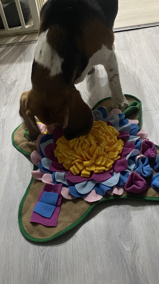 Нюхательный коврик.