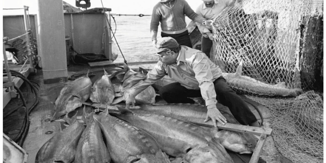 Осетр, белуга, севрюга, калуга-ушедшая эпоха. Часть 1.Подборка фото.